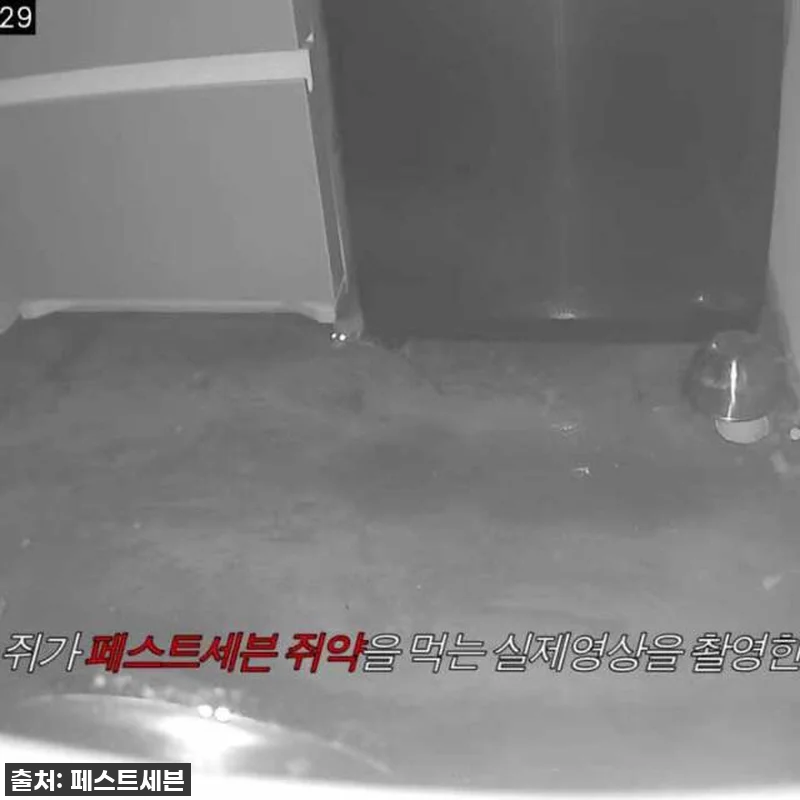 급할 때 딱이야! 페스트세븐마우스 쥐약, 쥐와의 전쟁 종결 찐후기! 16 급할 때 딱이야! 페스트세븐마우스 쥐 관련 이미지 7