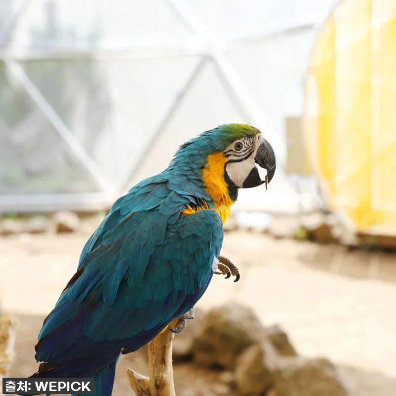 제주도 필수 코스? 애월 화조원, 조안베어뮤지엄, 자연인 족욕 찐후기! 묻지도 따지지도 말고 이 가격 실화?! 7 제주도 필수 코스? 애월 화조원, 조 관련 이미지 1