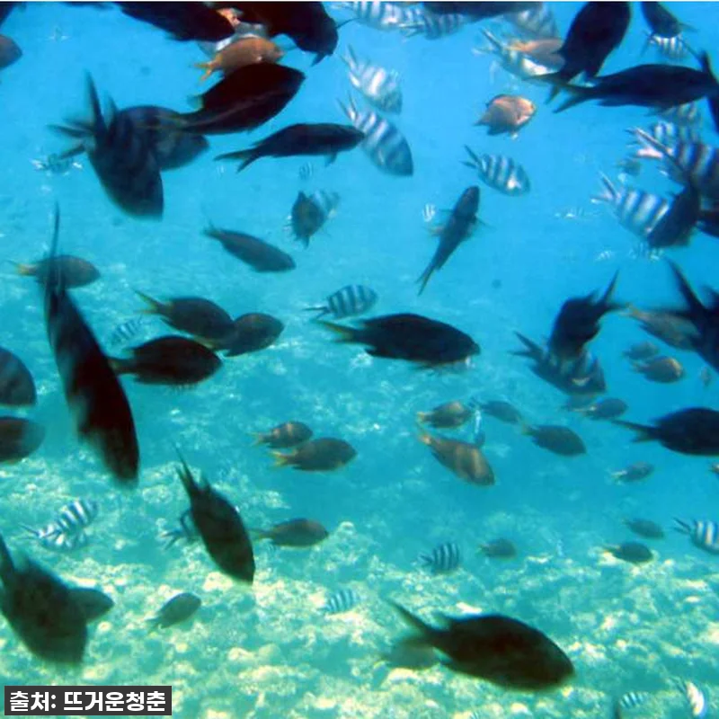 오키나와 여행 필수템! 나하 대수상 관련 이미지 2