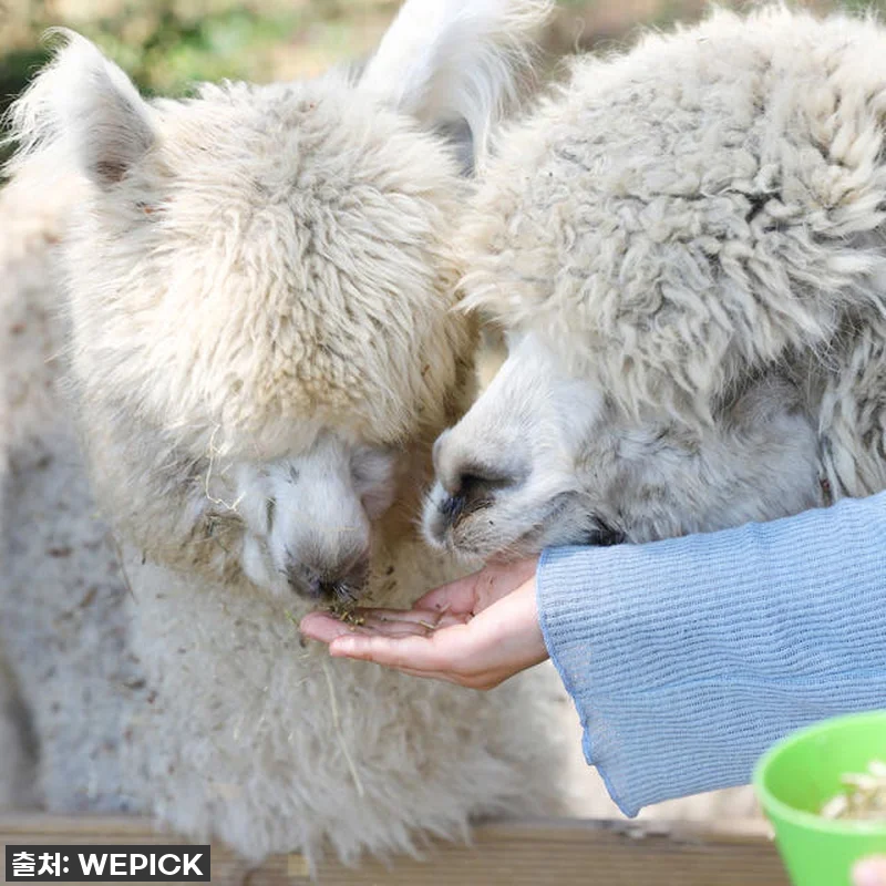 제주도 필수 코스? 애월 화조원, 조안베어뮤지엄, 자연인 족욕 찐후기! 묻지도 따지지도 말고 이 가격 실화?! 8 제주도 필수 코스? 애월 화조원, 조 관련 이미지 2
