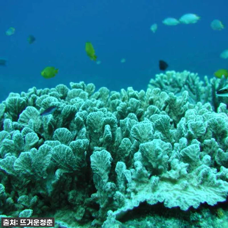 오키나와 여행 필수템! 나하 대수상 관련 이미지 3