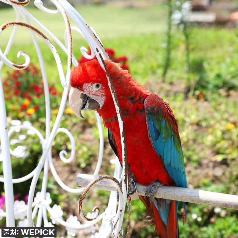제주도 필수 코스? 애월 화조원, 조안베어뮤지엄, 자연인 족욕 찐후기! 묻지도 따지지도 말고 이 가격 실화?! 9 제주도 필수 코스? 애월 화조원, 조 관련 이미지 3