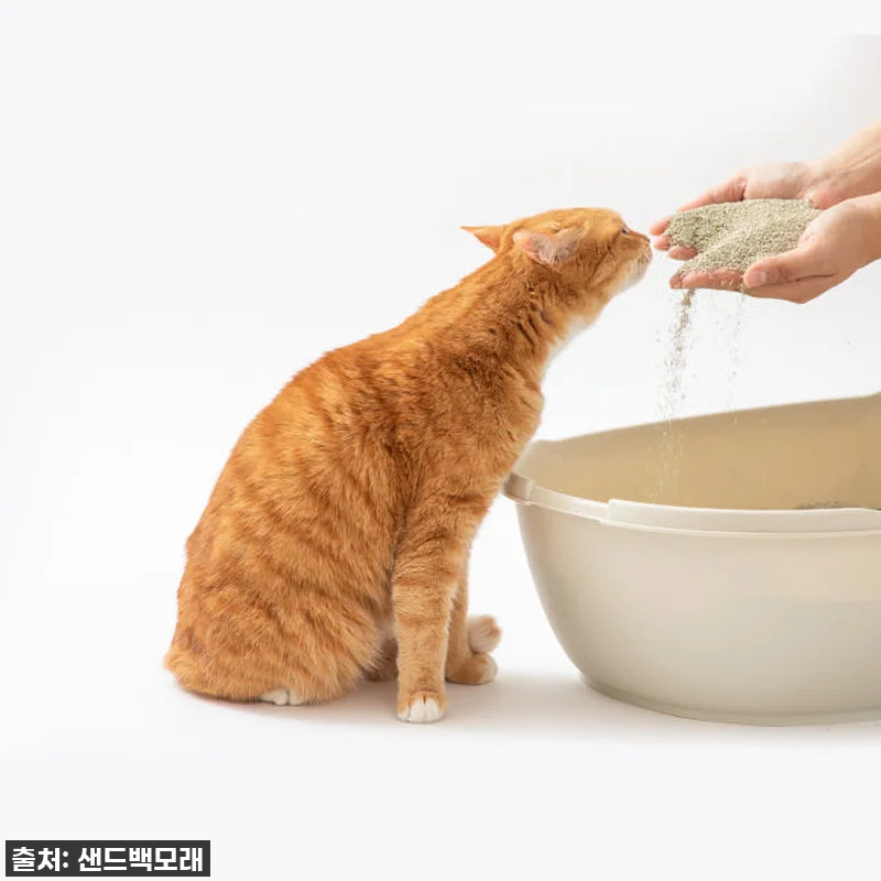 찐후기! 우리 냥님들의 최애! 샌드백 오리지널 벤토나이트 고양이모래, 드디어 정착했어요! 12 찐후기! 우리 냥님들의 최애! 샌드백 관련 이미지 4