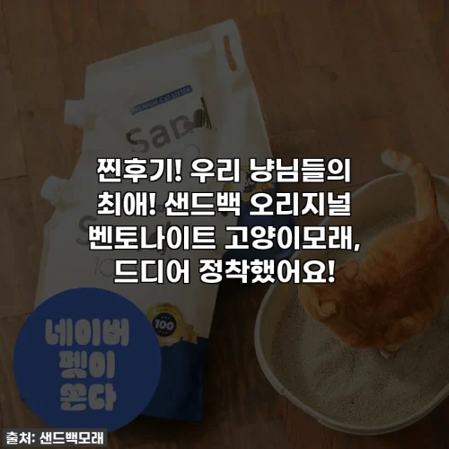 찐후기! 우리 냥님들의 최애! 샌드백 오리지널 벤토나이트 고양이모래, 드디어 정착했어요!