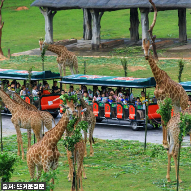 이건 무조건 사야 해! 광저우 치메롱 관련 이미지 1