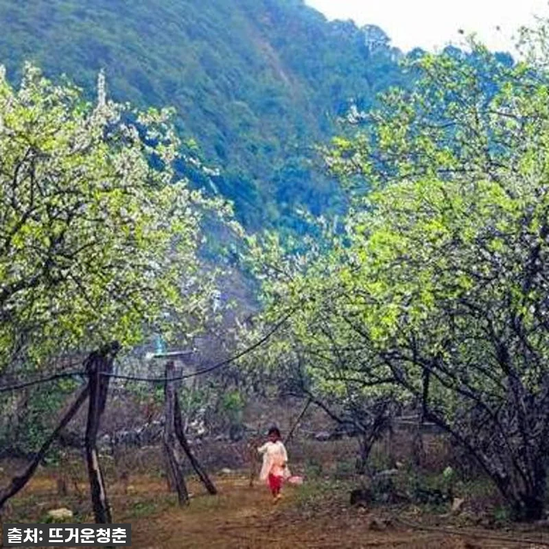 역대급 할인가! 베트남 마이쩌우 & 관련 이미지 1