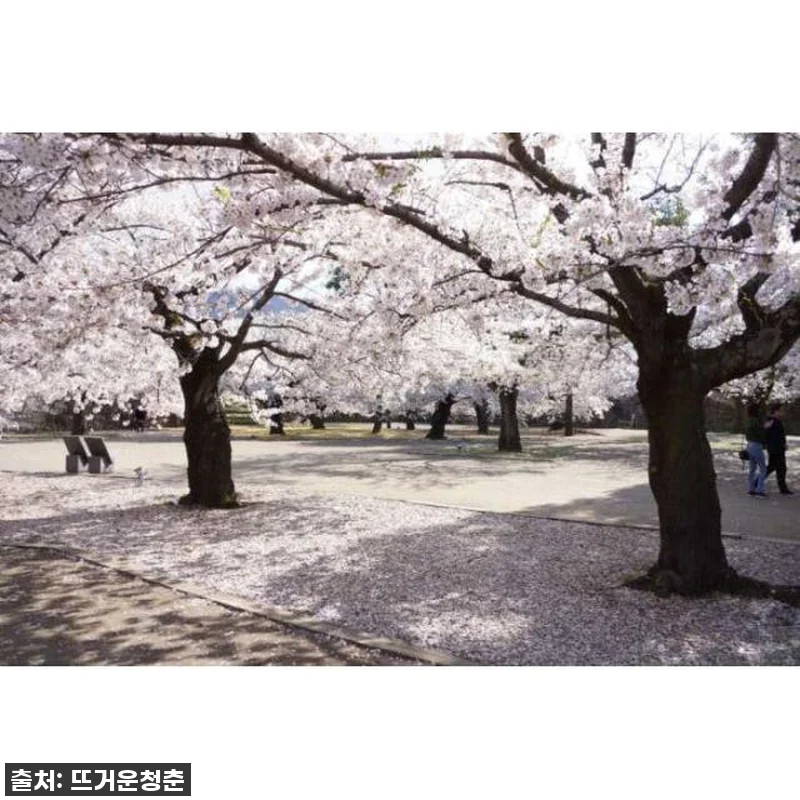 일본 나가노: 봄의 원숭이 1일 & 관련 이미지 1