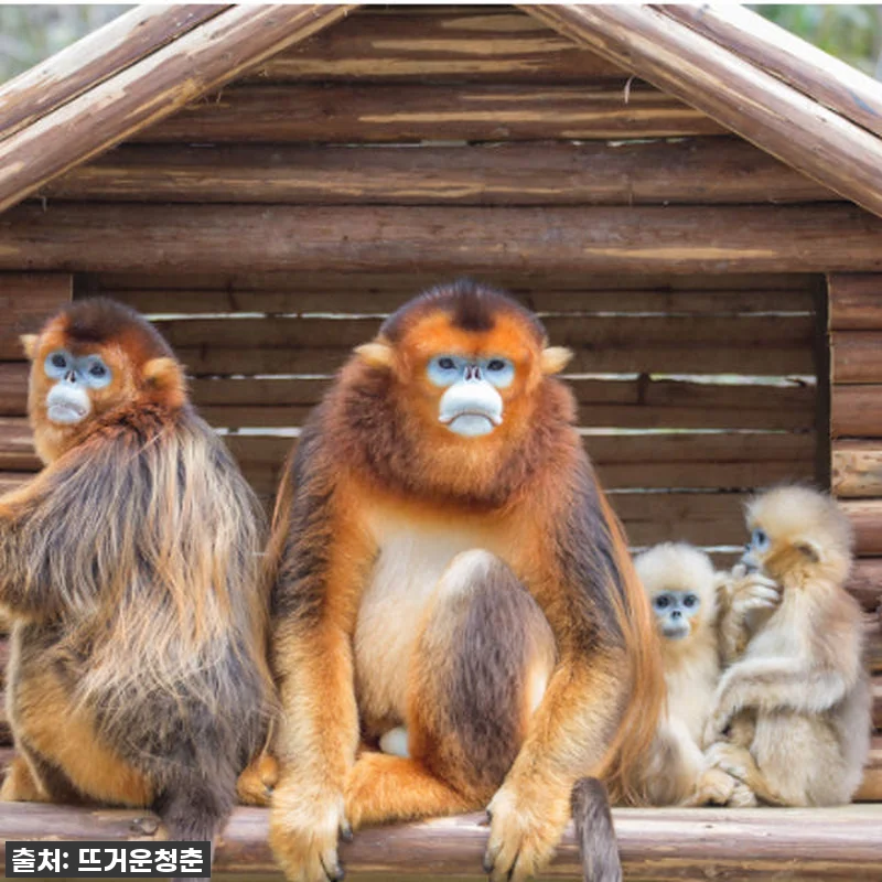 이건 무조건 사야 해! 광저우 치메롱 관련 이미지 2