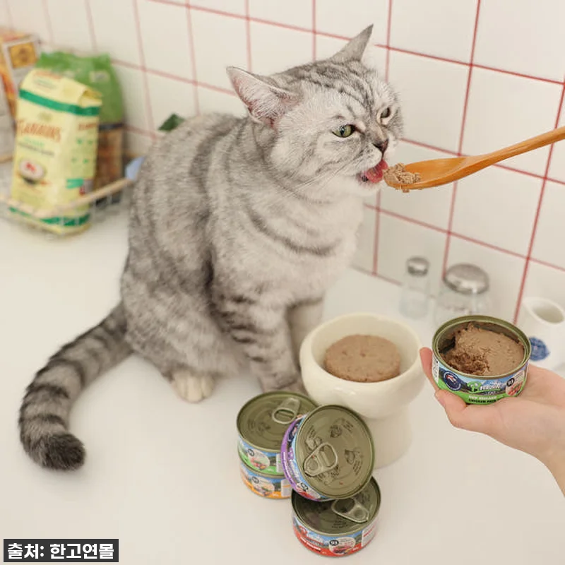 우리집 냥님들이 미친듯이 먹어치운! 관련 이미지 2