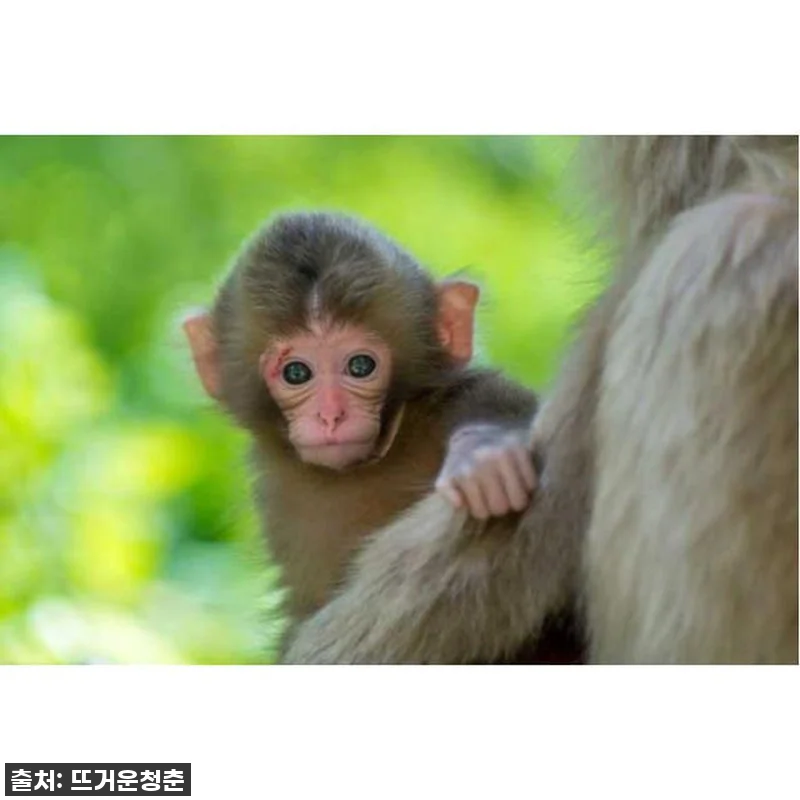 일본 나가노: 봄의 원숭이 1일 & 관련 이미지 2