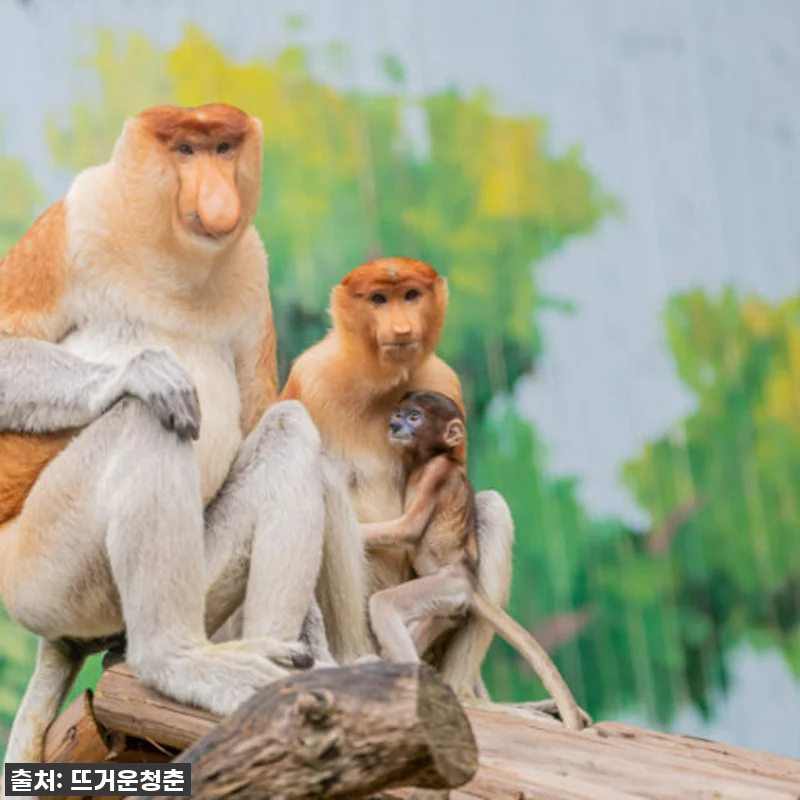 이건 무조건 사야 해! 광저우 치메롱 관련 이미지 3