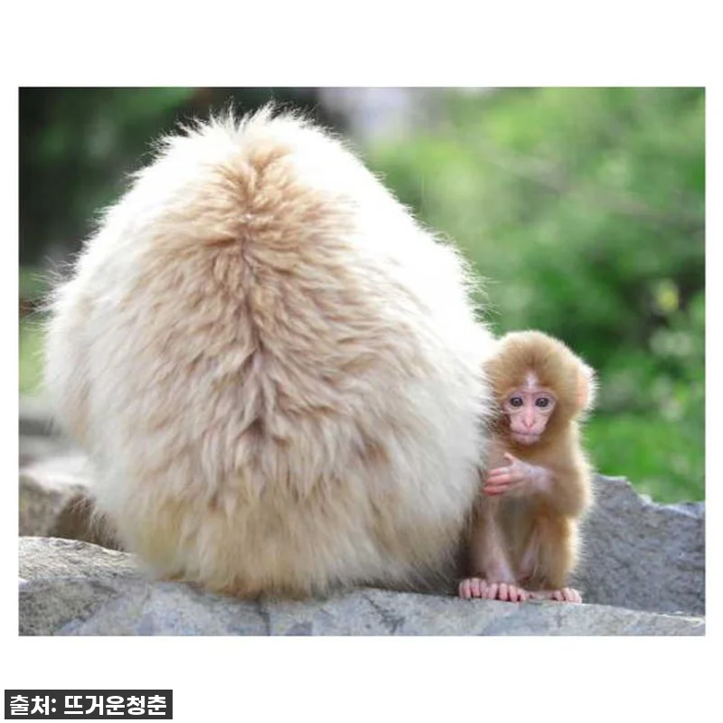 일본 나가노: 봄의 원숭이 1일 & 관련 이미지 3