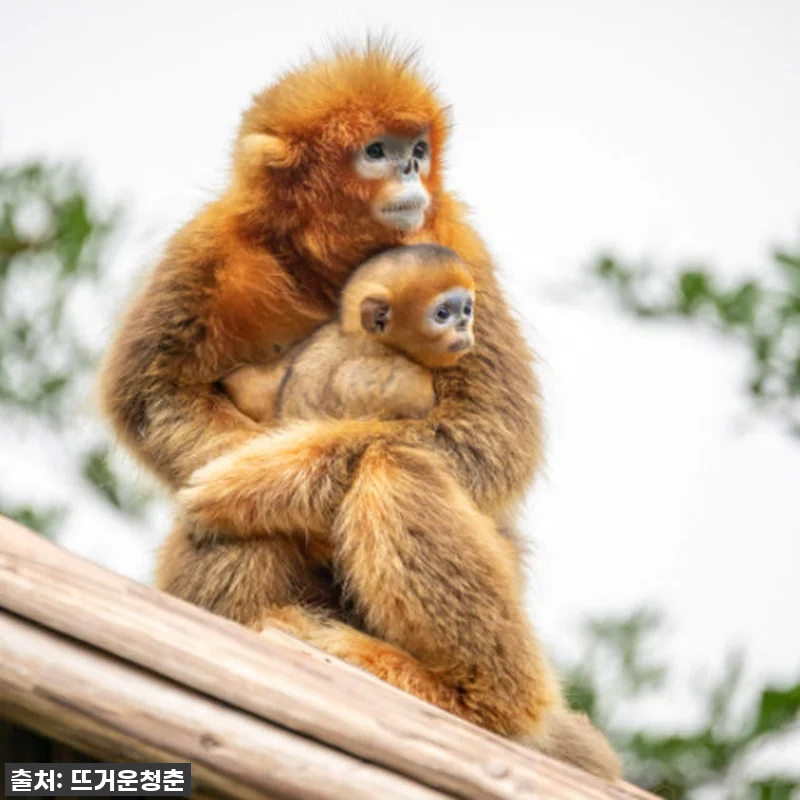 이건 무조건 사야 해! 광저우 치메롱 관련 이미지 4