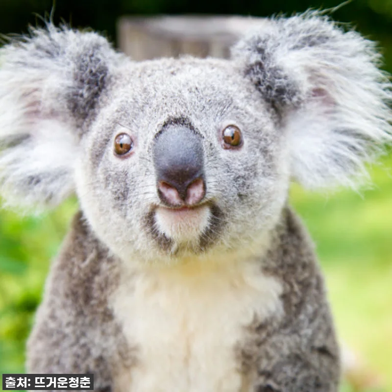 이건 무조건 사야 해! 광저우 치메롱 관련 이미지 5