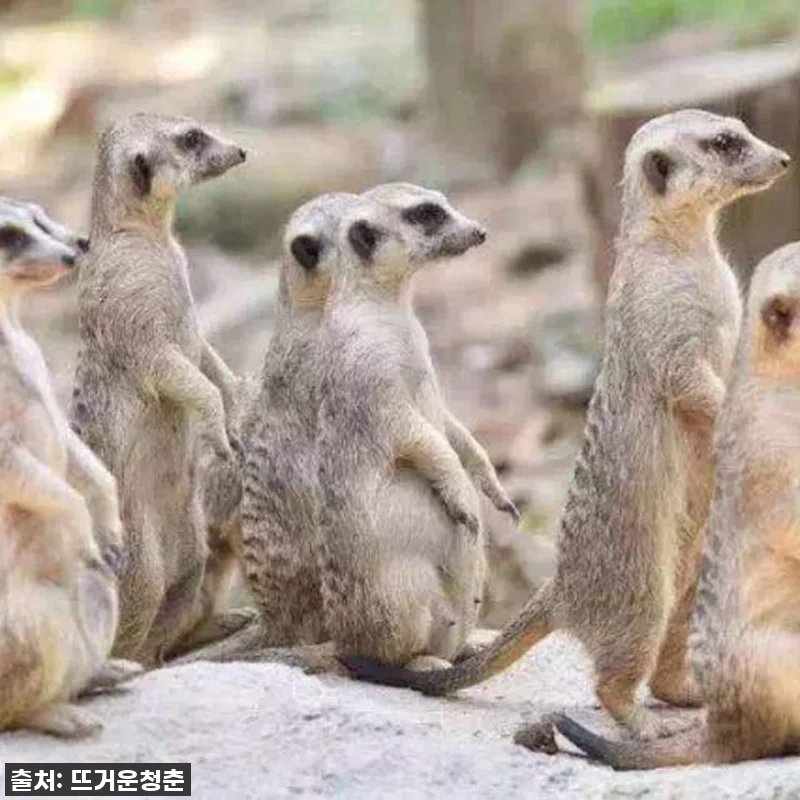 이건 무조건 사야 해! 광저우 치메롱 관련 이미지 6