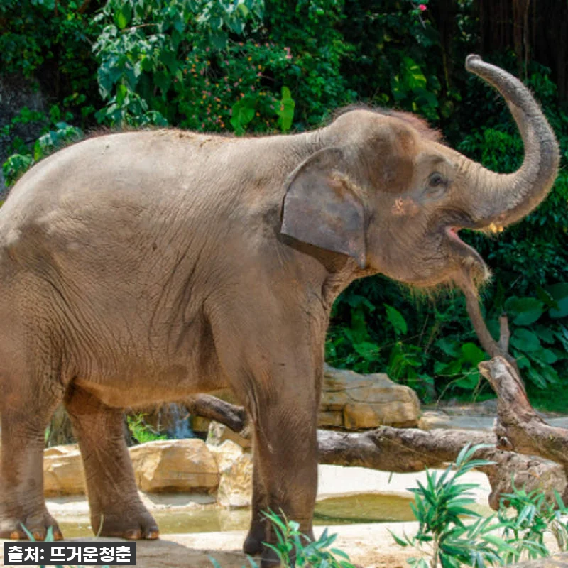 이건 무조건 사야 해! 광저우 치메롱 관련 이미지 7