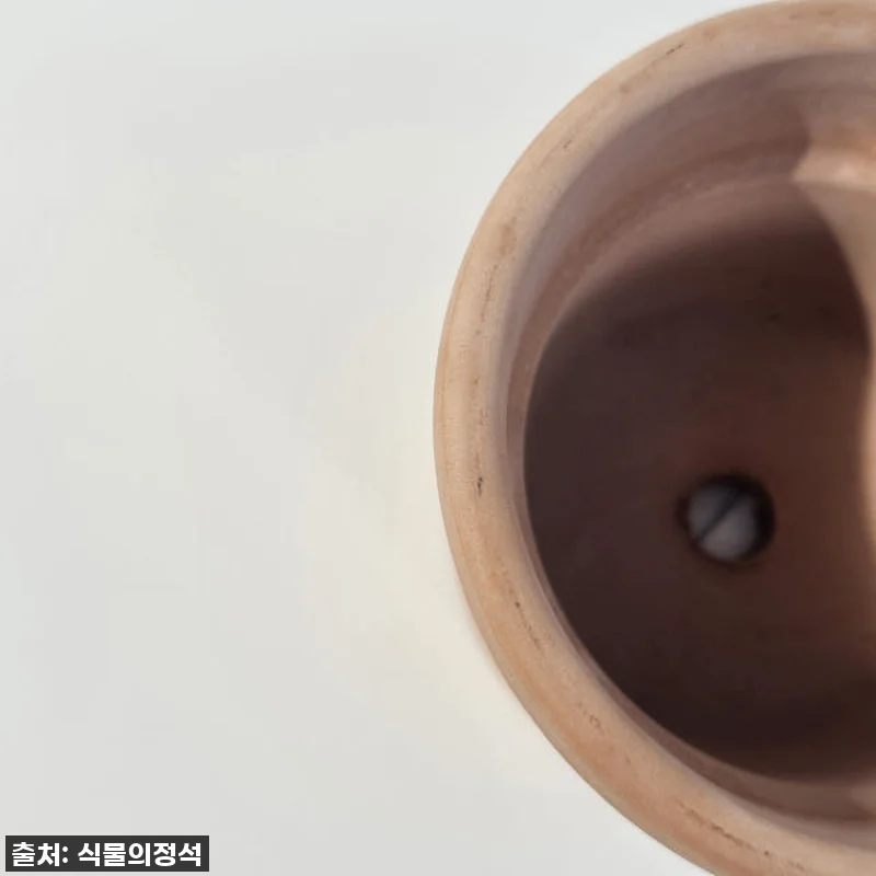 이 가격 실화? 식물의정석 EV이태리 관련 이미지 3