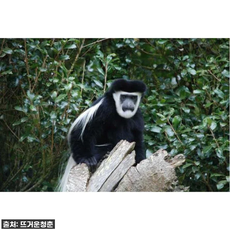 탄자니아 킬리만자로 당일 트레킹, 내 관련 이미지 1