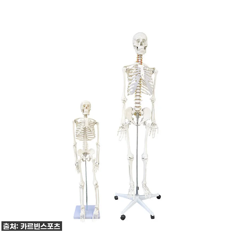 카르빈 해골모형 인체 뼈 색상형 17 관련 이미지 1