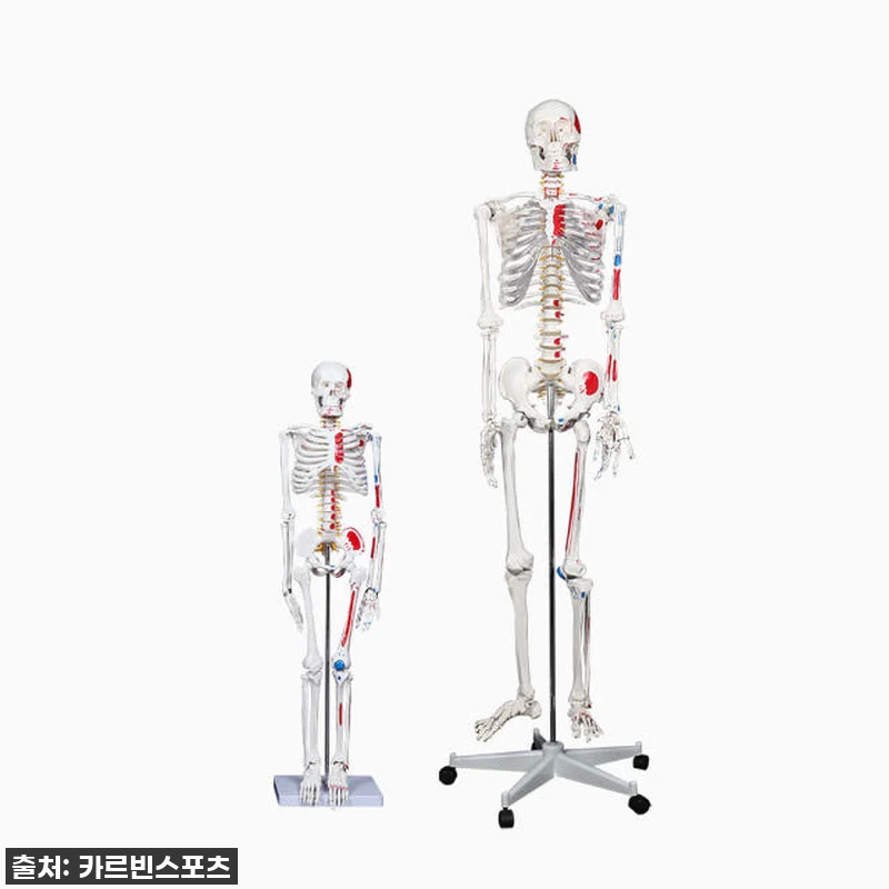 카르빈 해골모형 인체 뼈 색상형 17 관련 이미지 2