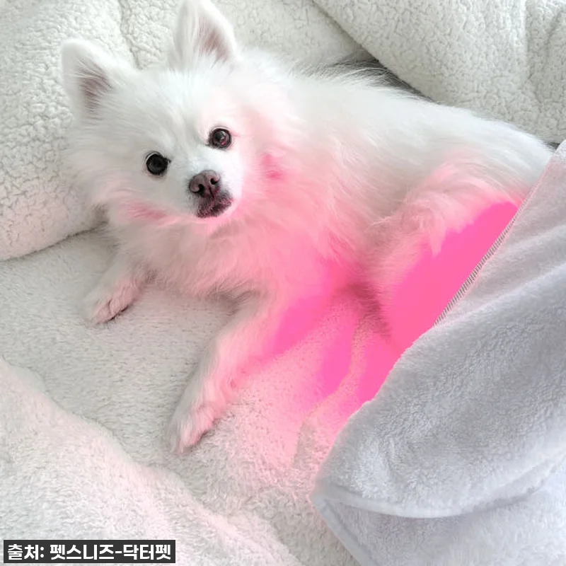 우리집 댕댕이 관절 지킴이, 펫스니즈 관련 이미지 3