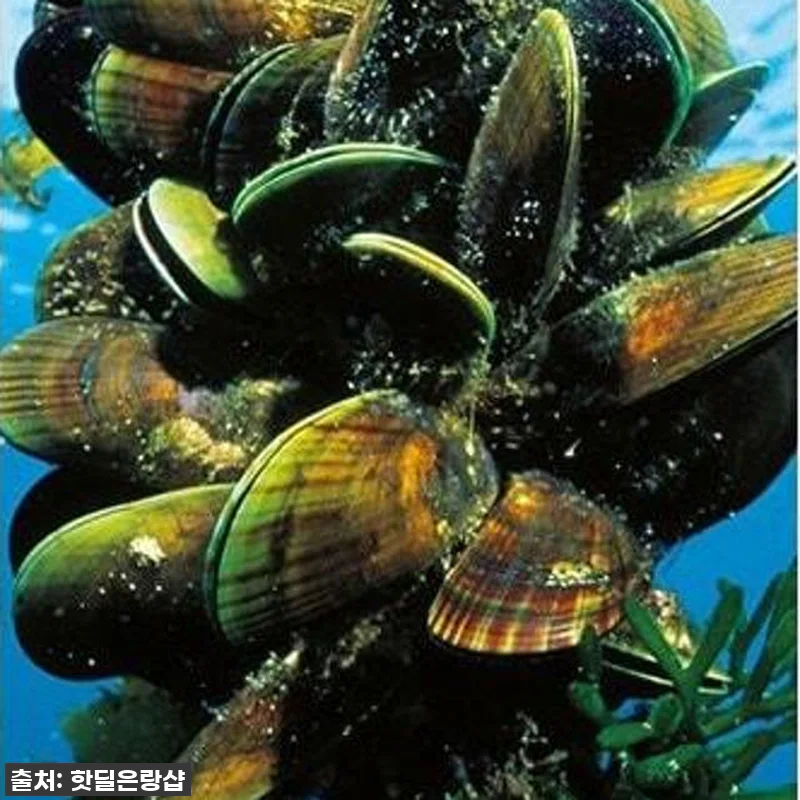 라이프스팬 뉴질랜드 초록입홍합 추출오 관련 이미지 3