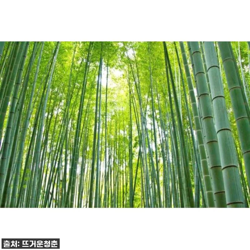 가마쿠라 대불과 하세, 고마치 스트리 관련 이미지 3