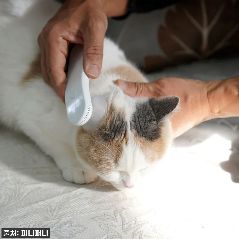 디버펫 강아지 귀 염증 냄새 고양이 관련 이미지 3