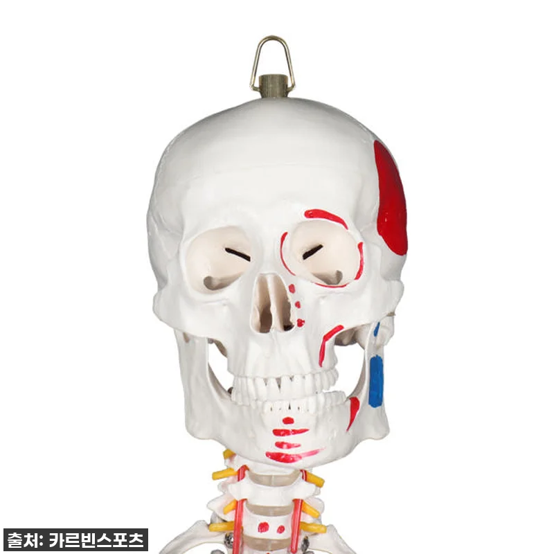 카르빈 해골모형 인체 뼈 색상형 17 관련 이미지 3