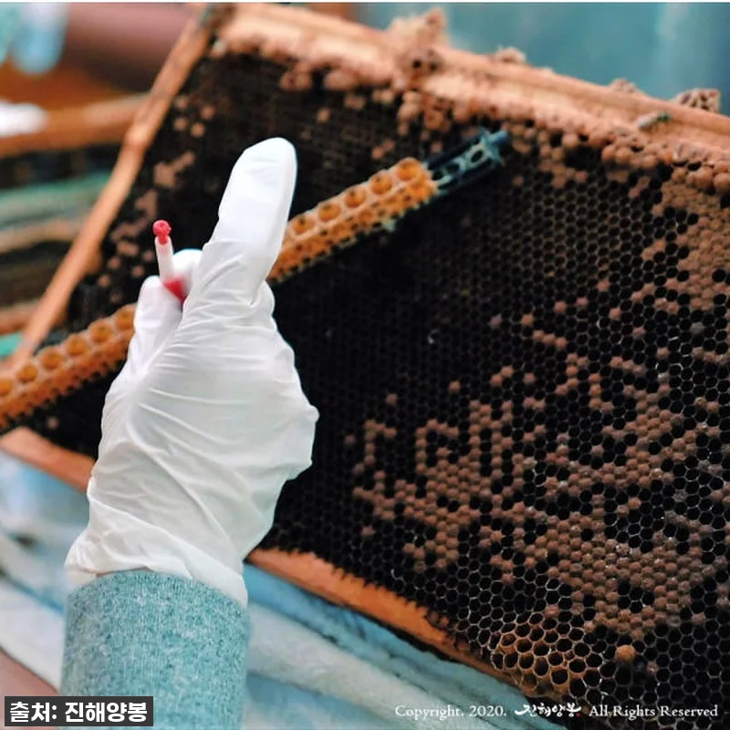 진해양봉 로얄젤리 1개월분 4병 세트 관련 이미지 4