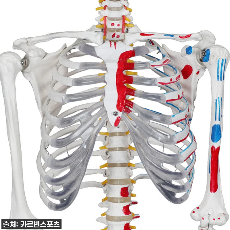 카르빈 해골모형 인체 뼈 색상형 17 관련 이미지 4