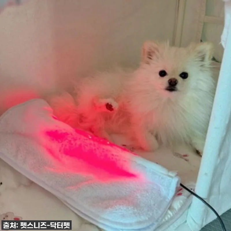 우리집 댕댕이 관절 지킴이, 펫스니즈 관련 이미지 5