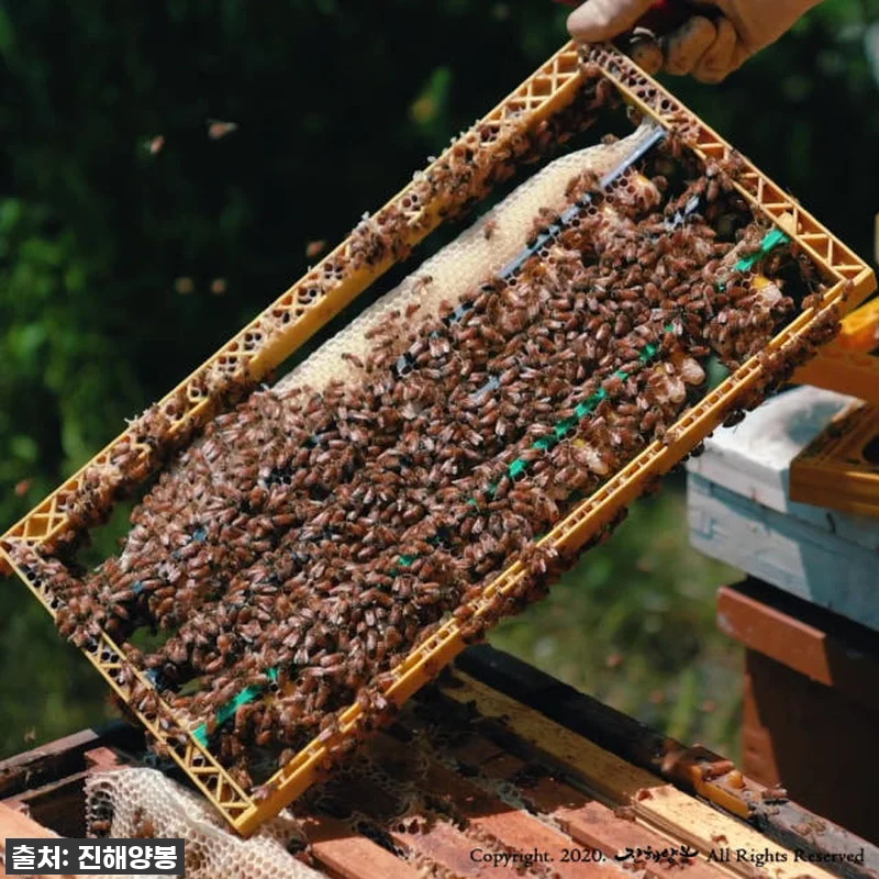 진해양봉 로얄젤리 1개월분 4병 세트 관련 이미지 5