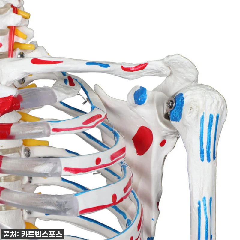 카르빈 해골모형 인체 뼈 색상형 17 관련 이미지 5