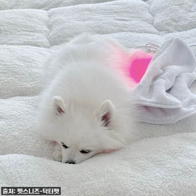 우리집 댕댕이 관절 지킴이, 펫스니즈 관련 이미지 6