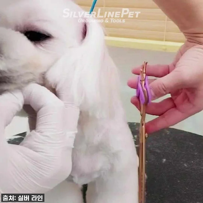 실버라인펫 SUM 골드팡팡 요술가위, 관련 이미지 5