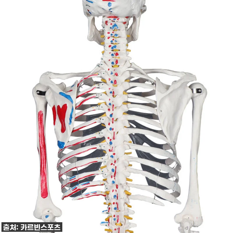 카르빈 해골모형 인체 뼈 색상형 17 관련 이미지 6