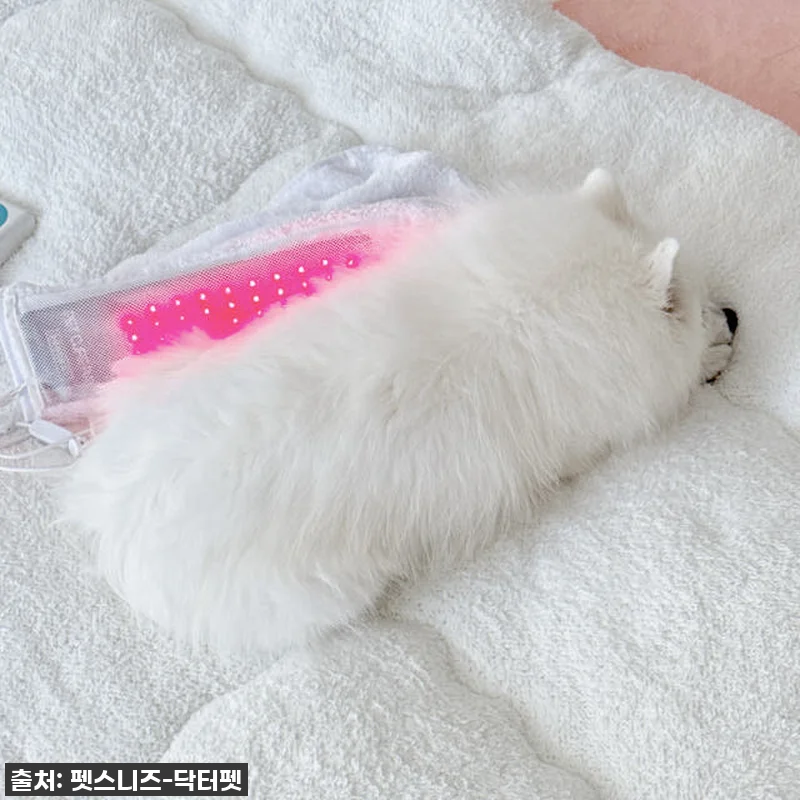 우리집 댕댕이 관절 지킴이, 펫스니즈 관련 이미지 7