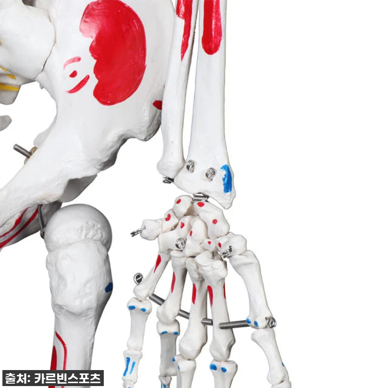 카르빈 해골모형 인체 뼈 색상형 17 관련 이미지 7