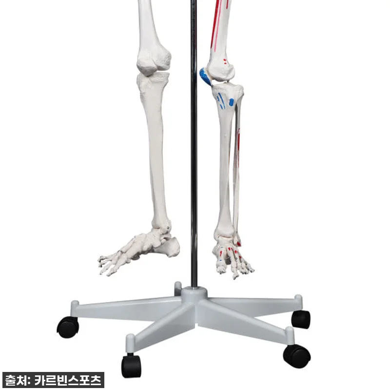 카르빈 해골모형 인체 뼈 색상형 17 관련 이미지 8