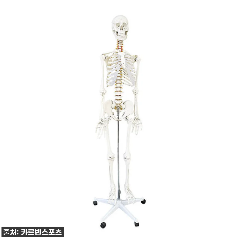 카르빈 해골모형 인체 뼈 색상형 17 관련 이미지 9