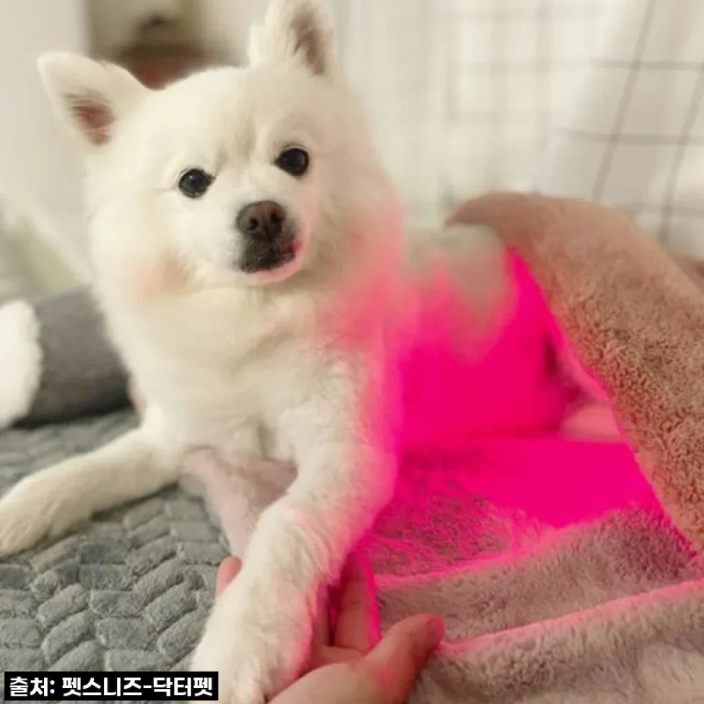 우리집 댕댕이 관절 지킴이, 펫스니즈 닥터펫 펫큐어레이 커버-Q 직접 써보니!