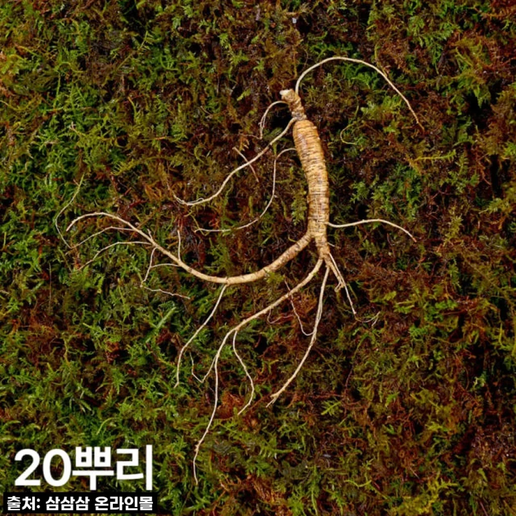 우리 신랑 건강 지킴이! 7,8년근 작은삼 산양산삼, 겨울철 활력 충전 후기!