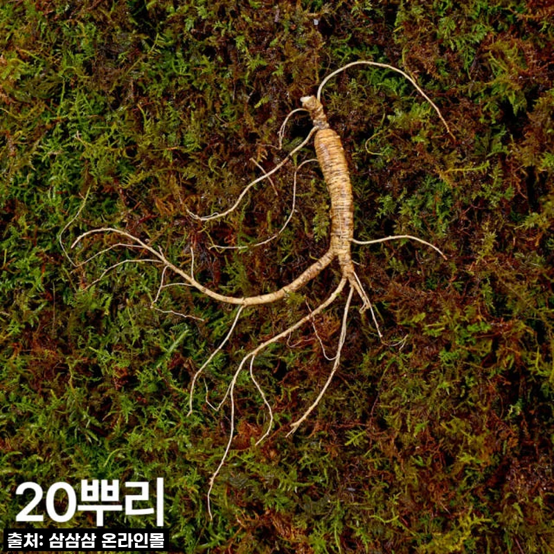 우리 신랑 건강 지킴이! 7,8년근 작은삼 산양산삼, 겨울철 활력 충전 후기!