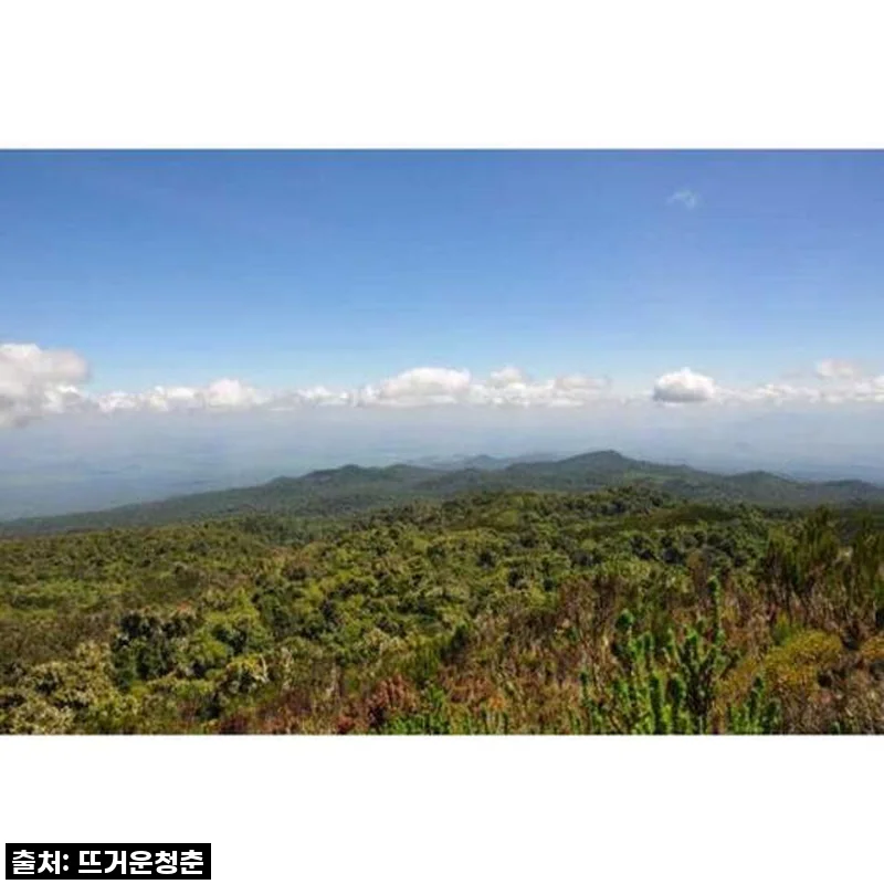 탄자니아 킬리만자로 당일 트레킹, 내 버킷리스트 실현! 예약부터 할인까지 꿀팁 대공개!