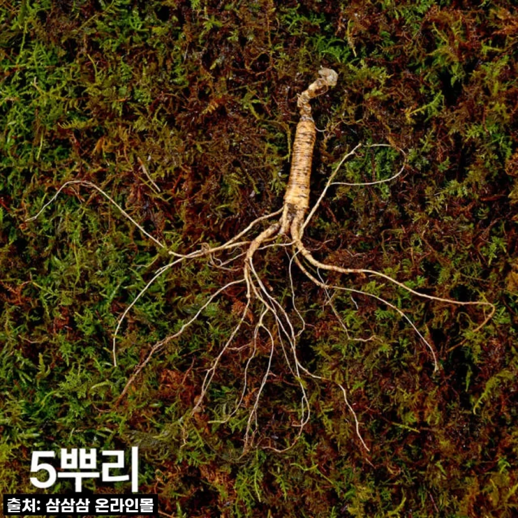 10년근 산양산삼 5뿌리, 우리 부모님 건강 지킴이! 직접 드려보니 정말 감동했어요!