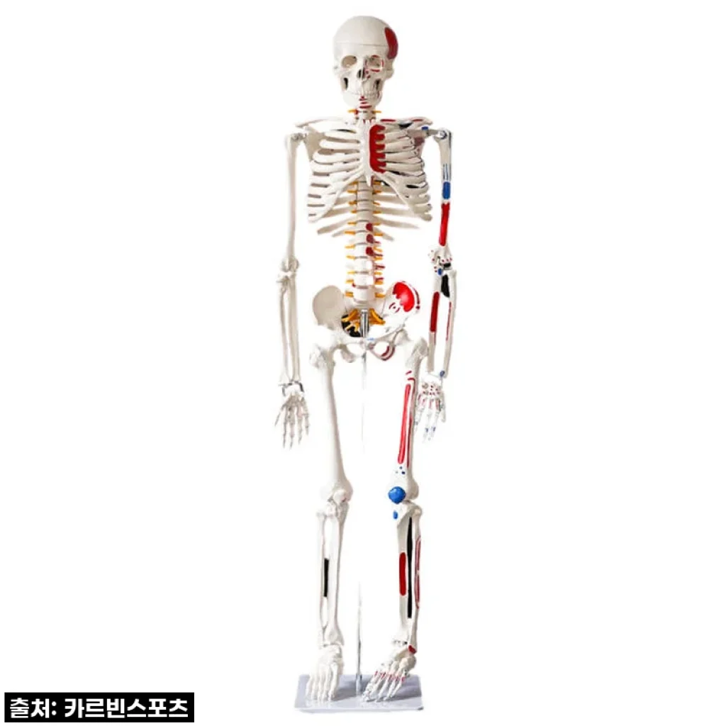 카르빈 해골모형 인체 뼈 색상형 170cm 사용후기: 해부학 공부에 딱 맞는 실물 모형
