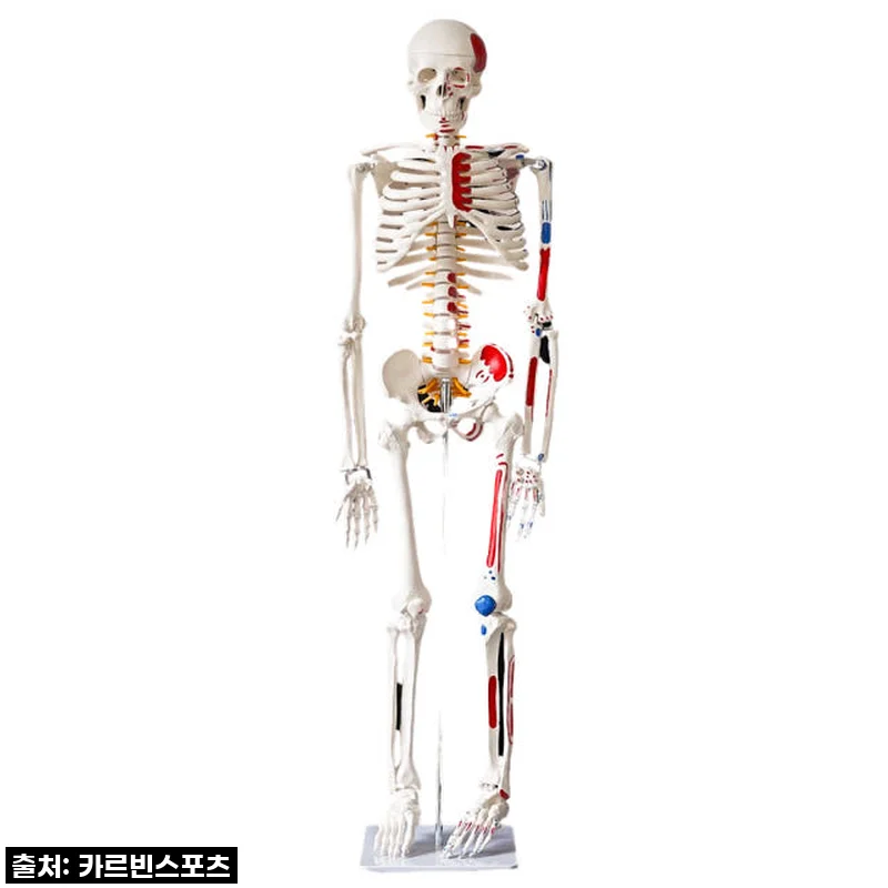 카르빈 해골모형 인체 뼈 색상형 170cm 사용후기: 해부학 공부에 딱 맞는 실물 모형