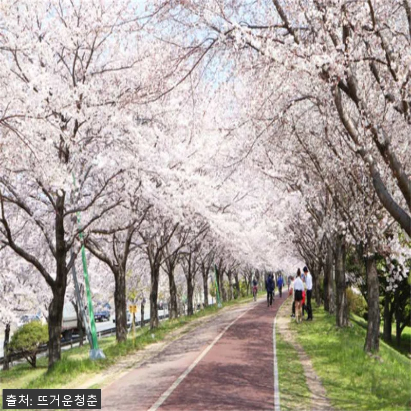 부산 경상남도 차터투어 후기 – 벚꽃 관련 이미지 1