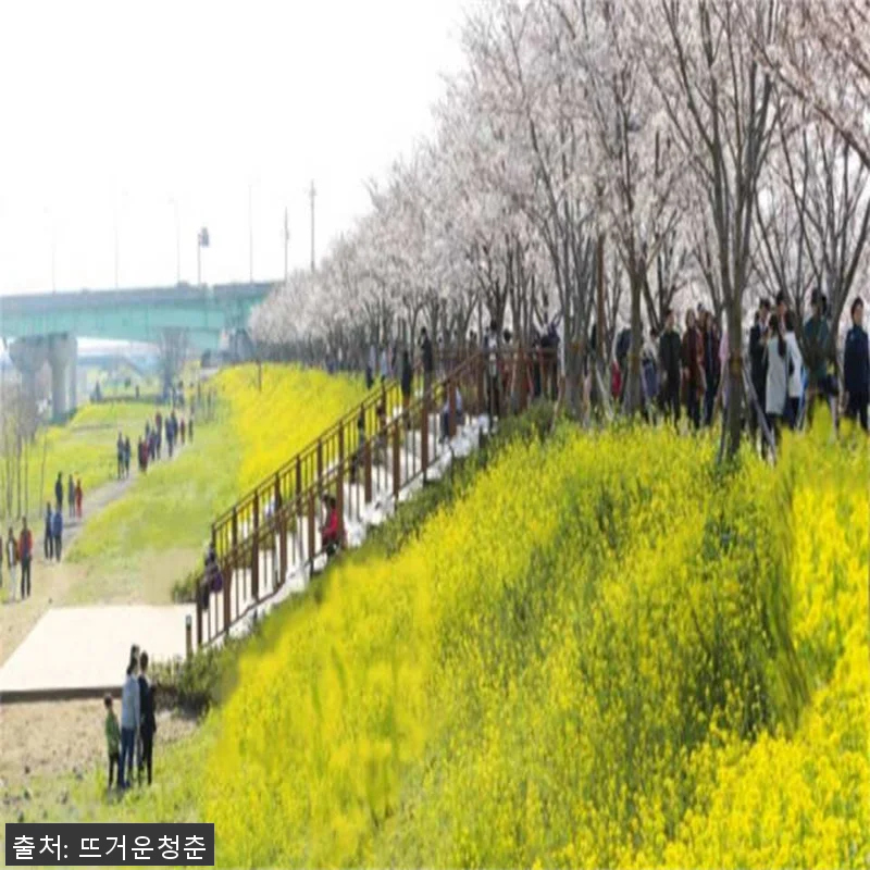 부산 경상남도 차터투어 후기 – 벚꽃 관련 이미지 2